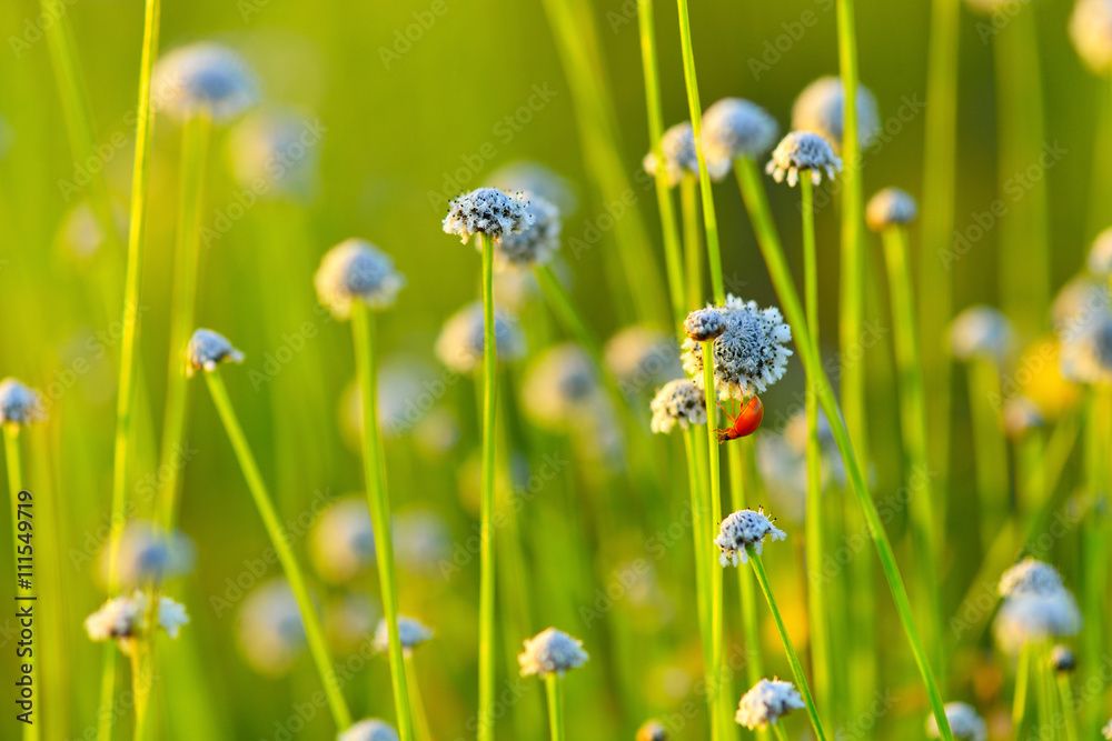 Flower field. Flower field.