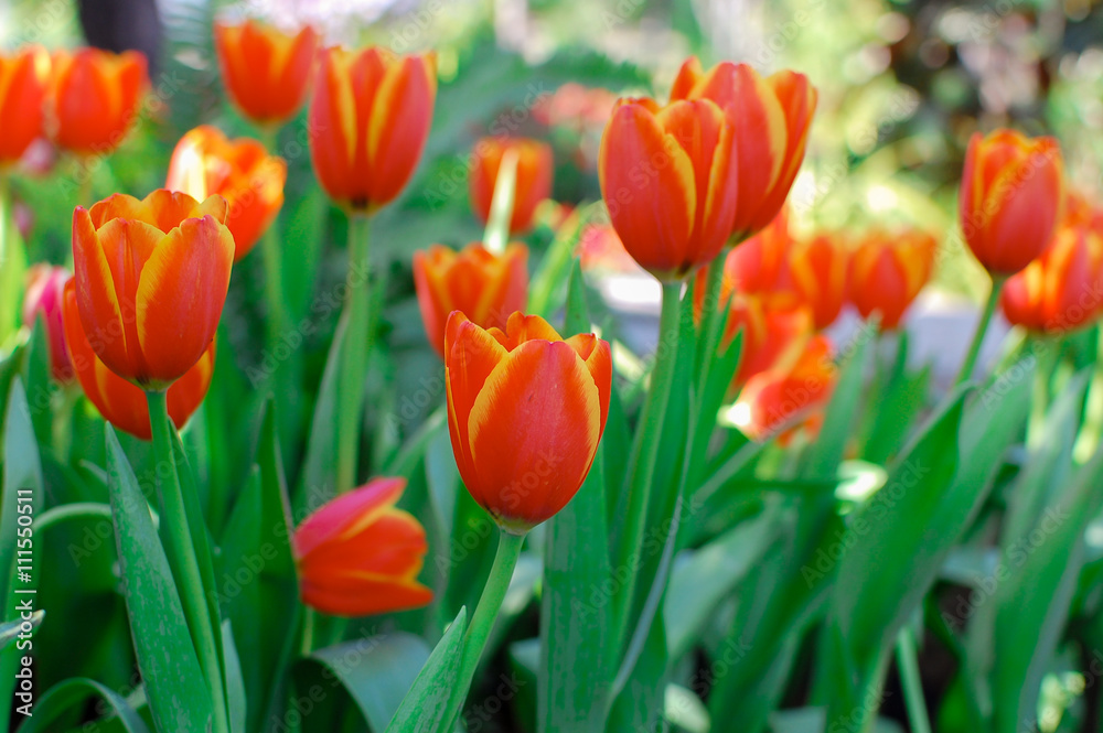 red and yellow tulips in the garden close up, shallow depth of f red and yellow tulips in the garden close up, shallow depth of f