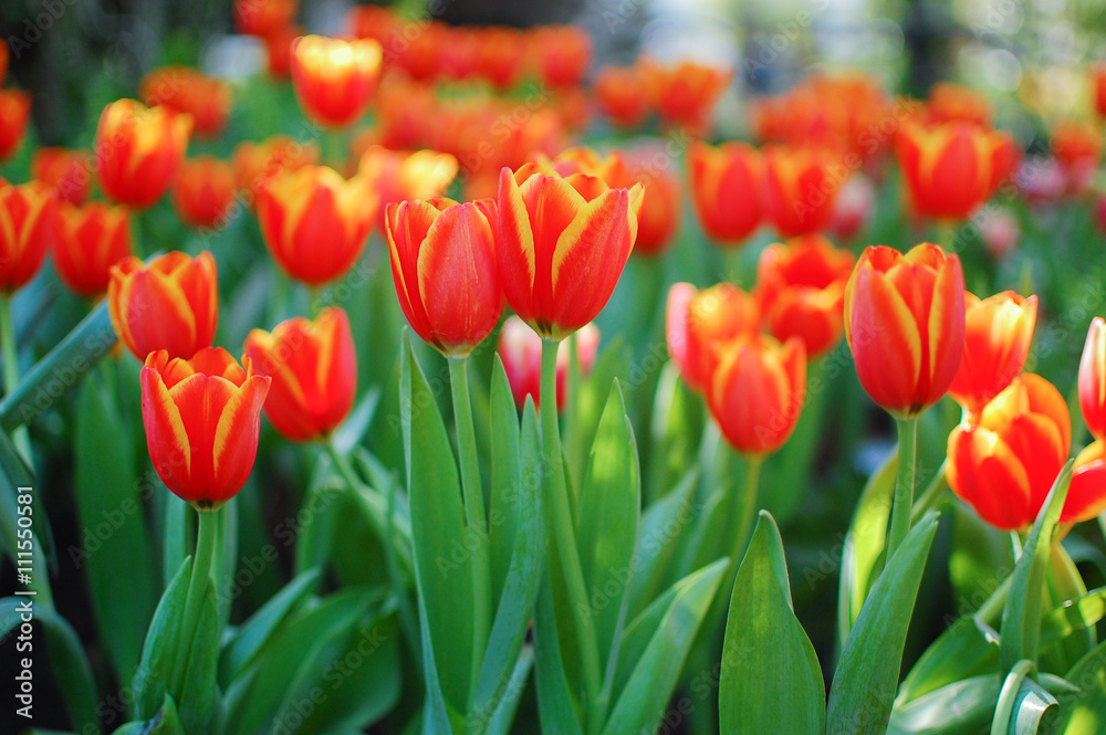 red and yellow tulips in the garden close up, shallow depth of f red and yellow tulips in the garden close up, shallow depth of f