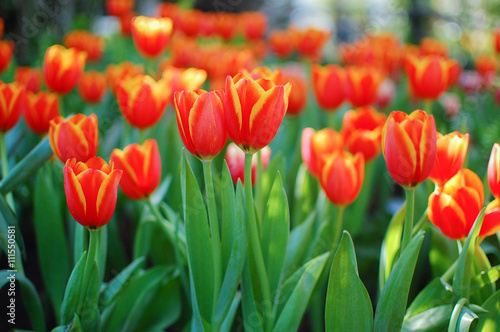 red and yellow tulips in the garden close up  shallow depth of f