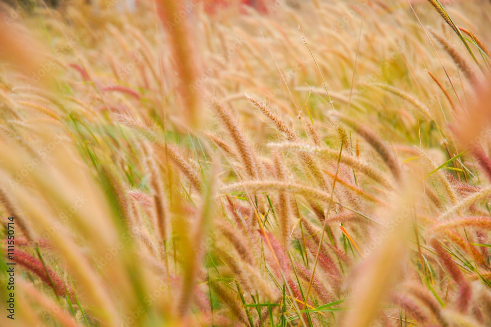 Blurred and motion of grass flowers from windy in the garden. Blurred and motion of grass flowers from windy in the garden.