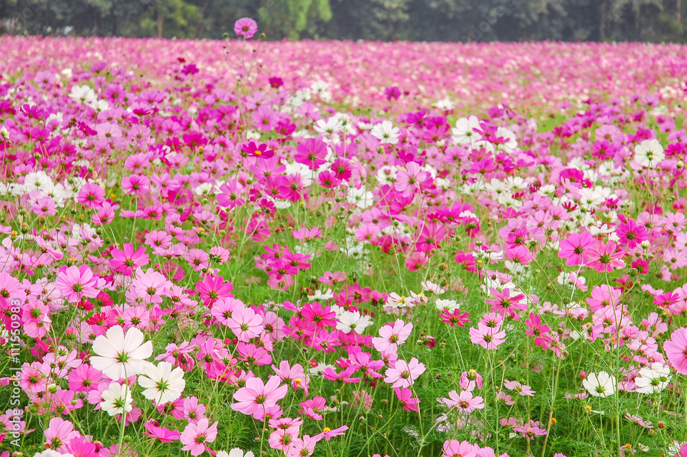 DeFocus Cosmos Flower Field Blurred From the Wind Background Tex