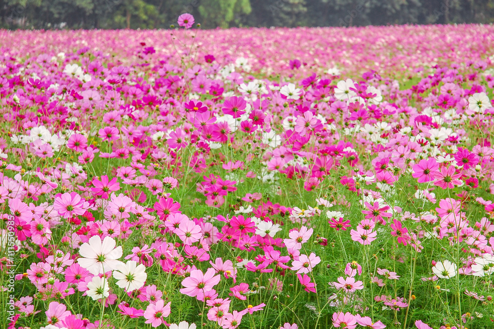 DeFocus Cosmos Flower Field Blurred From the Wind Background Tex