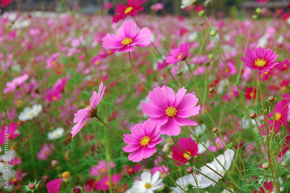 DeFocus Cosmos Flower Field Blurred From the Wind Background Tex DeFocus Cosmos Flower Field Blurred From the Wind Background Tex