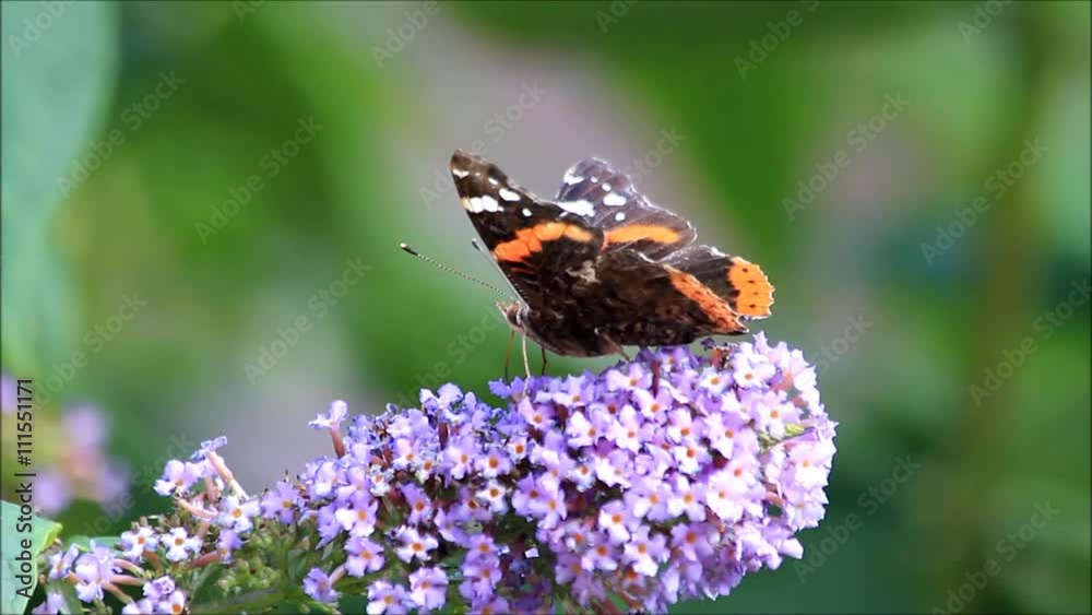 butterfly Admiral on lilac, Vanessa atalanta
butterfly Admiral on lilac, Vanessa atalanta