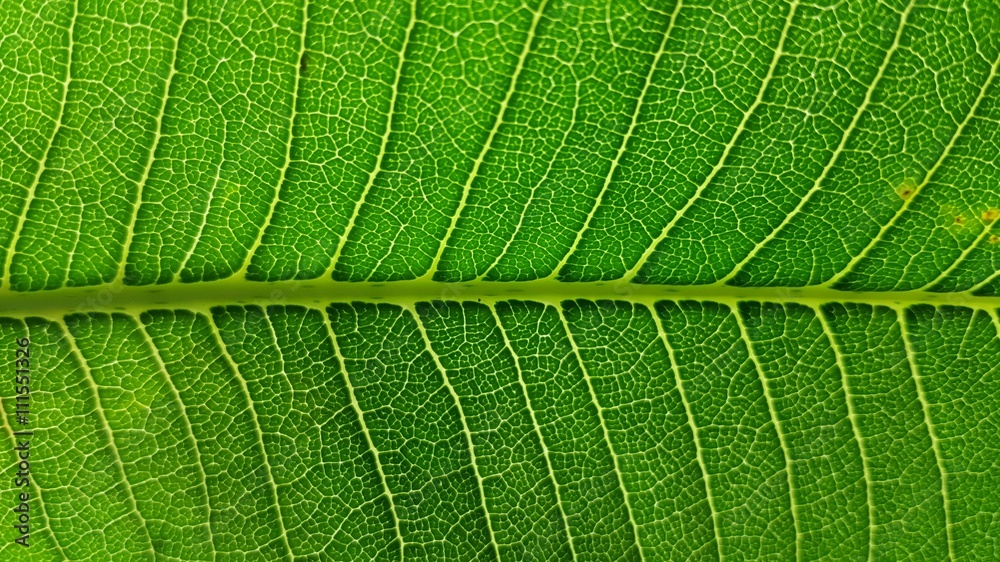 Green leaves background texture Green leaves background texture
