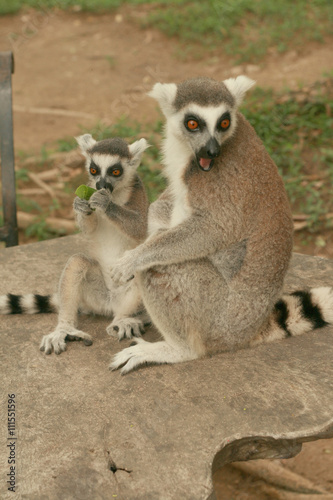 Mother and baby lemur feeding in a zoo, selective focus on a baby lemur