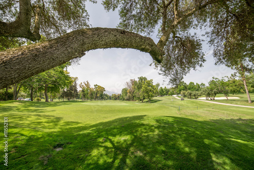 Golf course landscape with big tree in Marbella.