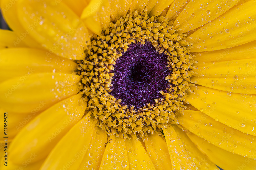 Dew-covered yellow gerbera daisy Dew-covered yellow gerbera daisy