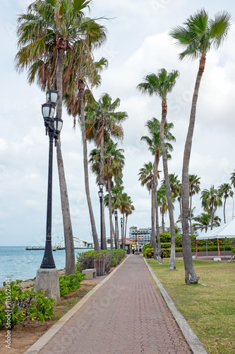 Palm trees at the harbor on Aruba island in the Caribbean photo