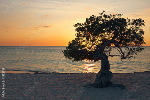 Divi divi tree on Aruba island in the Caribbean Sea at sunset photo