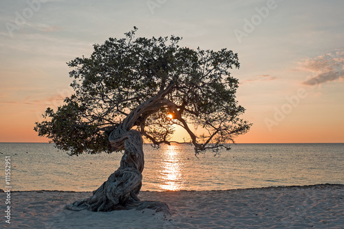 Schilderij op canvas Divi divi tree on Aruba island in the Caribbean Sea at sunset