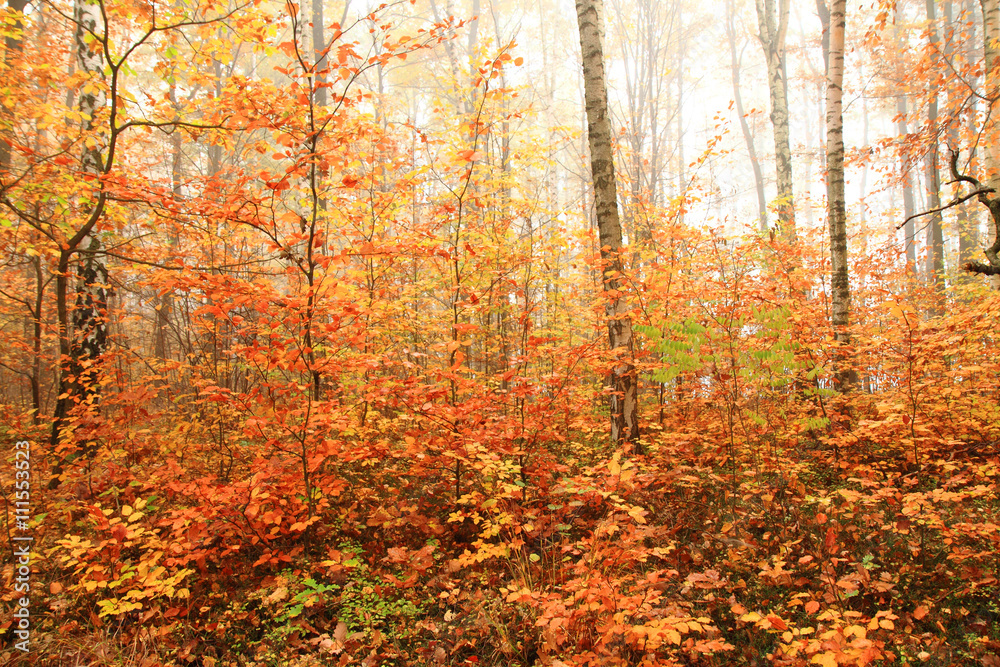 Plakat color autumn forest