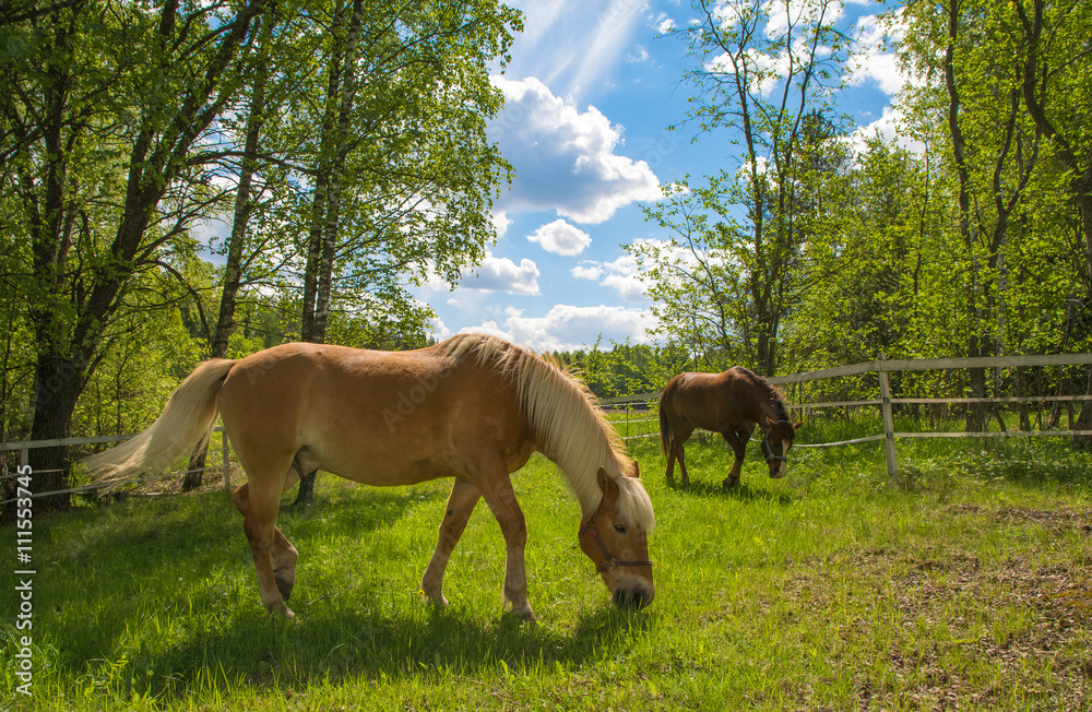 Horses grazing on green meadow