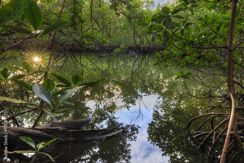 Mangrove forest surronding Oleta River