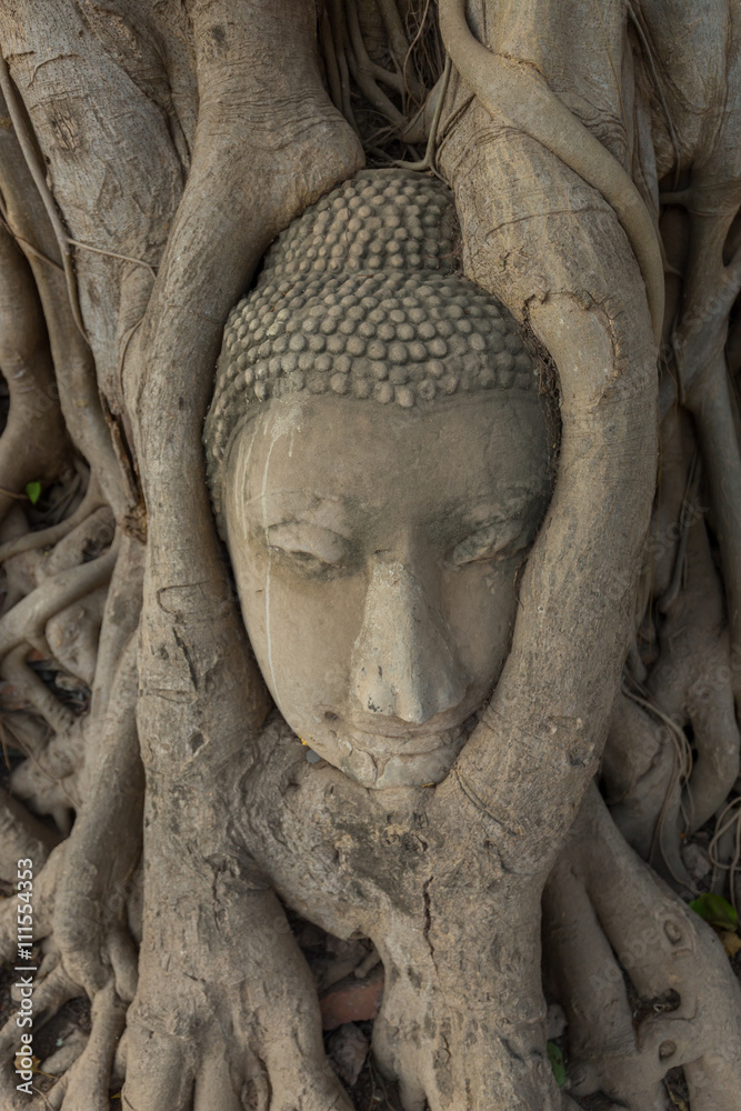 Stone head of the sandstone Buddha covered by roots of Bodhi tree at Wat Mahathat, Ayutthaya, Thailand
