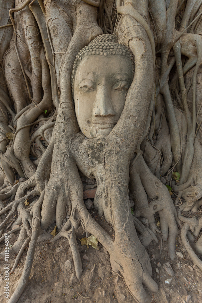Stone head of the sandstone Buddha covered by roots of Bodhi tree at Wat Mahathat, Ayutthaya, Thailand