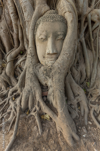 Stone head of the sandstone Buddha covered by roots of Bodhi tree at Wat Mahathat, Ayutthaya, Thailand