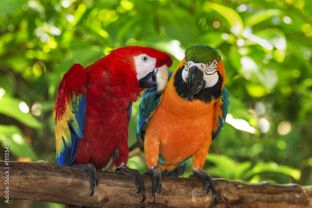Obraz premium pair of macaws perching on a branch