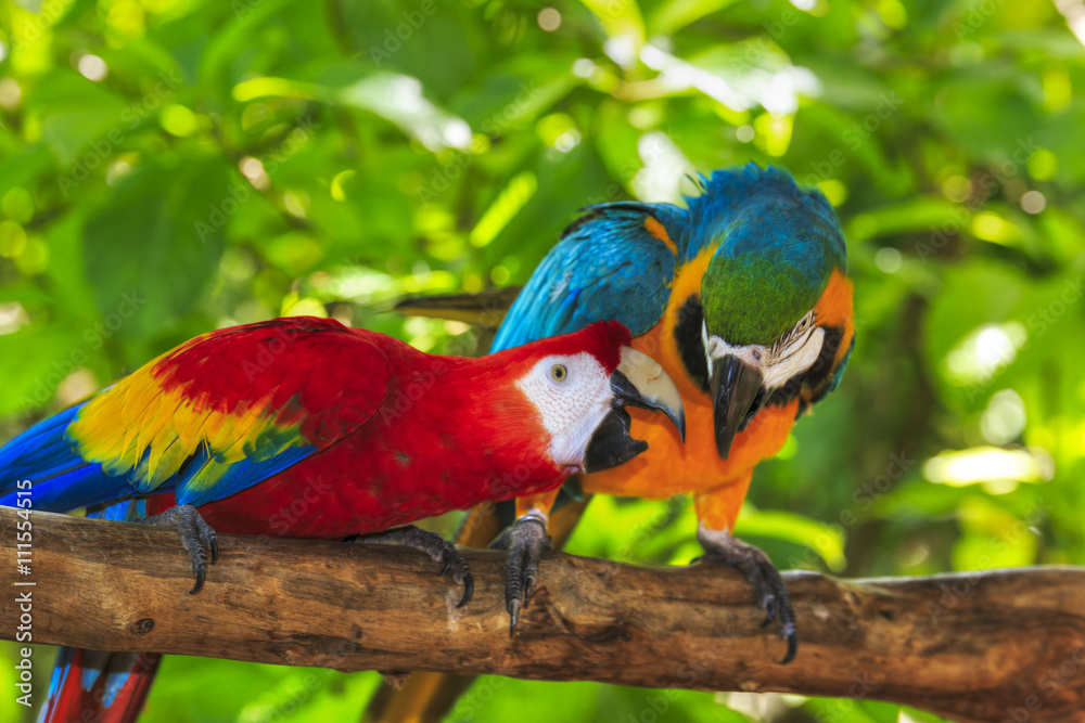 Obraz premium pair of macaws perching on a branch