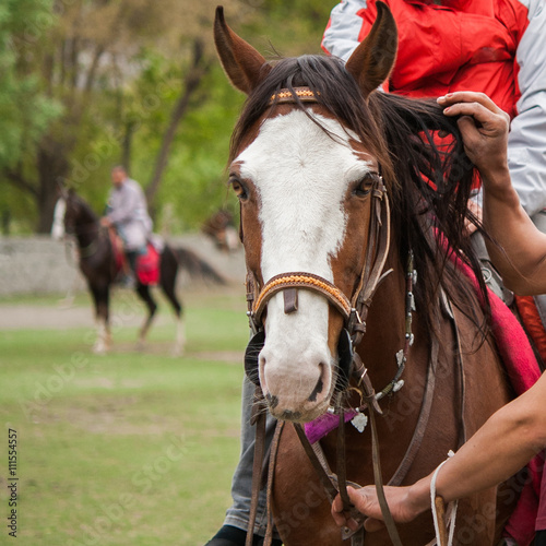 Portrait of a horse, brown horse