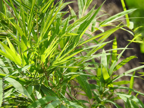 Bamboo leaves with sunlight