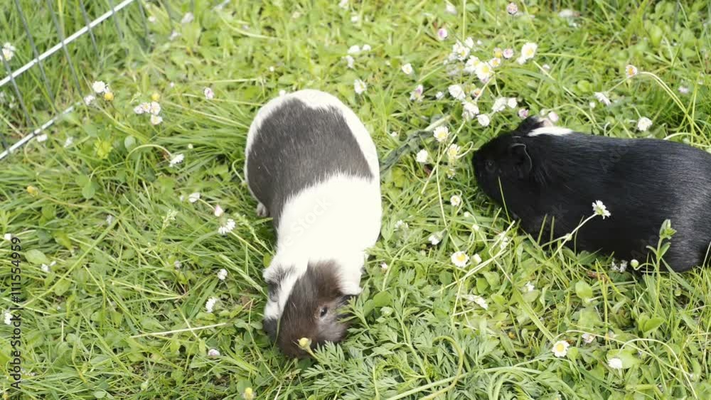 Guinea pig eating grass outside in the garden. Guinea pig (Cavia porcellus) is a popular household pet. Guinea pig eating grass outside in the garden. Guinea pig (Cavia porcellus) is a popular household pet.