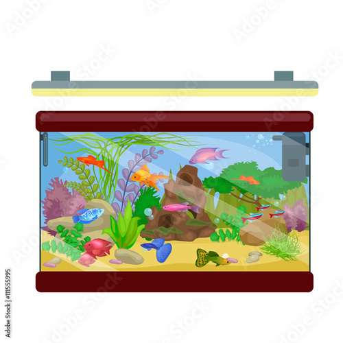 Aquarium fish, seaweed underwater, marine animal isolated on white