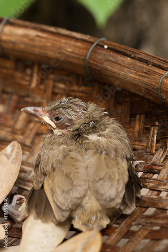 Baby bird falls from tree