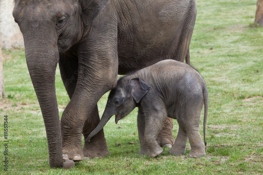 Fototapeta premium One-month-old Indian elephant (Elephas maximus indicus) with its