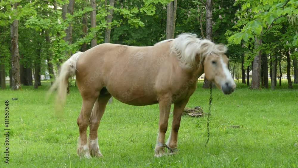 Palomino horse suit grazing in the pasture. Palomino is a coat color in