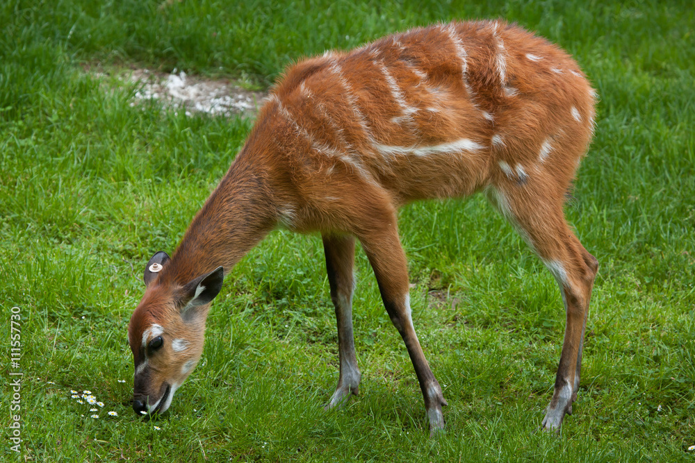 Forest sitatunga (Tragelaphus spekii gratus). Forest sitatunga (Tragelaphus spekii gratus).