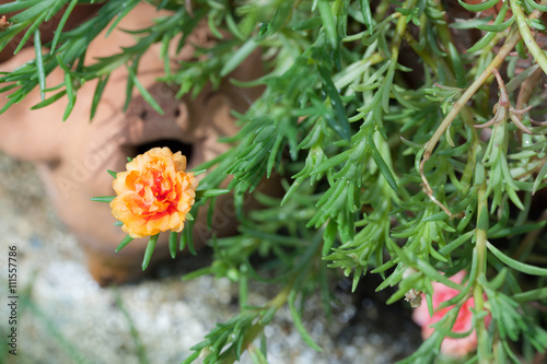 Small flower garden in beautiful bright colors.