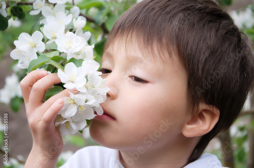 Boy smelling blossoming apple tree flowers photo