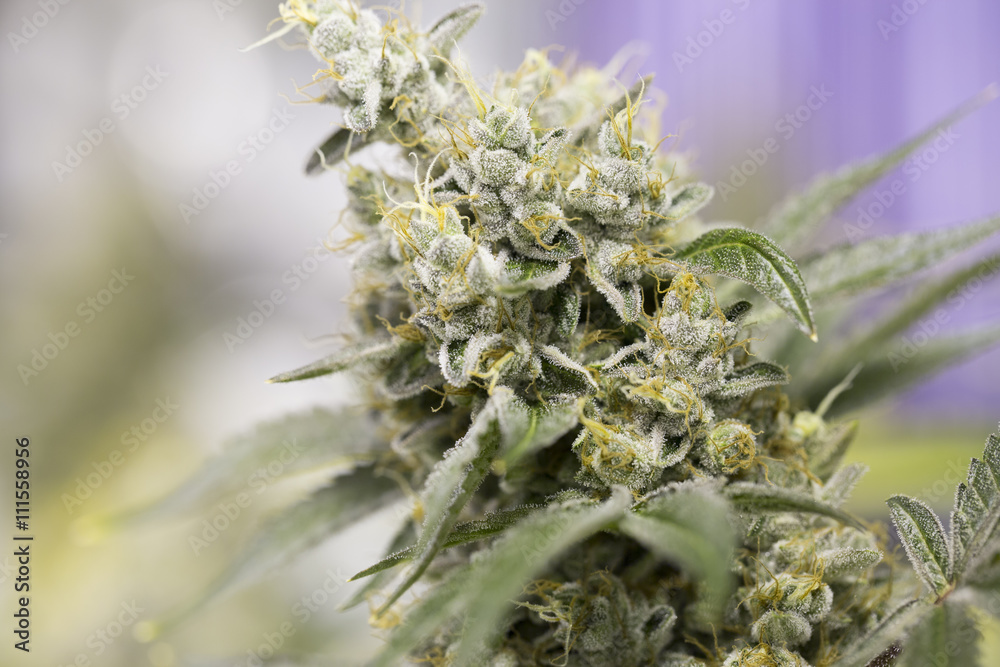 Marijuana flowering buds ( cannabis), hemp plant. Very large ind Marijuana flowering buds ( cannabis), hemp plant. Very large ind