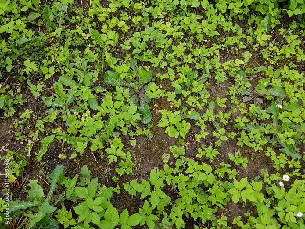 Giersch; Aegopodium Podagraria, Jungpflanze, Unkraut Giersch; Aegopodium Podagraria, Jungpflanze, Unkraut