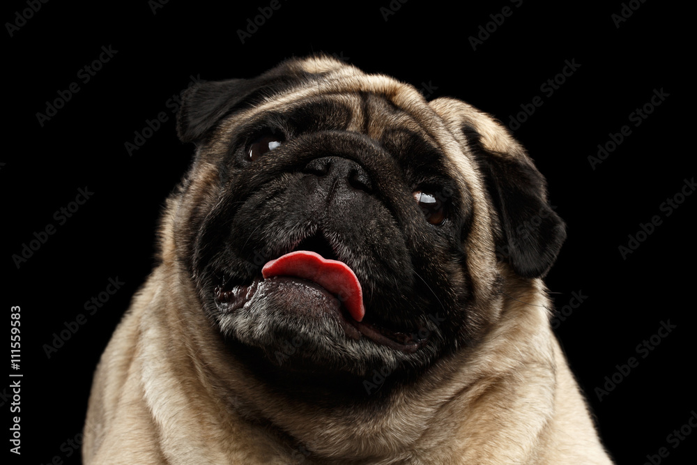 Closeup Portrait of Funny Pug Dog Curious Looking up in front of the Black Isolated Background