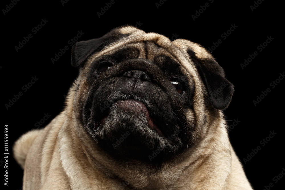 Closeup Portrait of Attentively Pug Dog Curious Looking up in front of the Black Isolated Background
