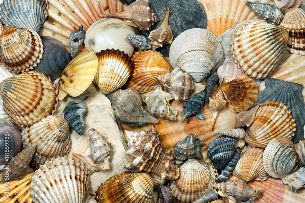 Group of Seashells - Background Group of Seashells - Background