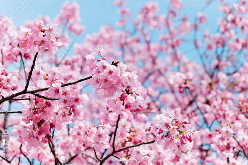Billede på lærred image of cherry blossom season in tokyo,Japan
