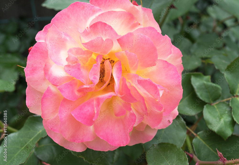 Beautiful pink rose. Love Tenderness concept Beautiful pink rose. Love Tenderness concept