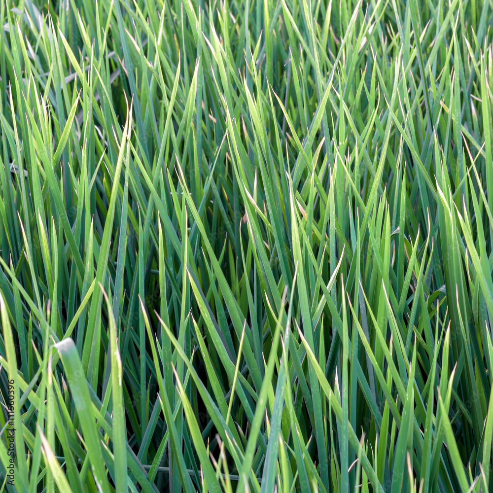 Fototapeta premium Green rice field