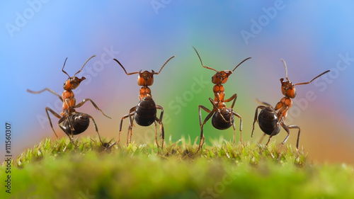 Four funny ant with their bellies. Ants dancing. Glade, moss. Beautiful rainbow background. The concept of performance, dance, show, concert