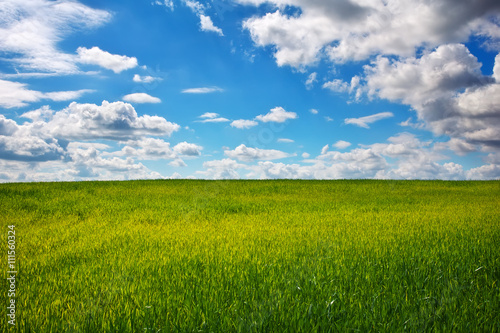 Green field and blue sky. Beatiful green field with blue sky.