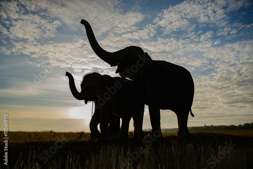 The silhouette of elephants  two elephant playing  blue sky and golden  background in Thailand