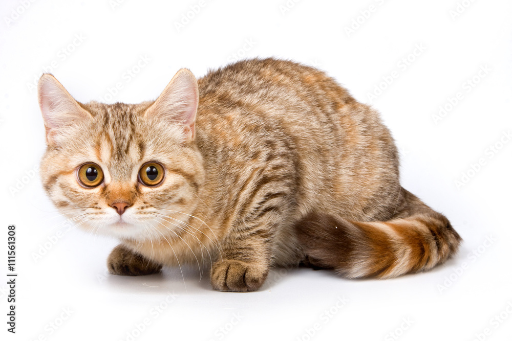 Striped red british cat (isolated on white) Striped red british cat (isolated on white)