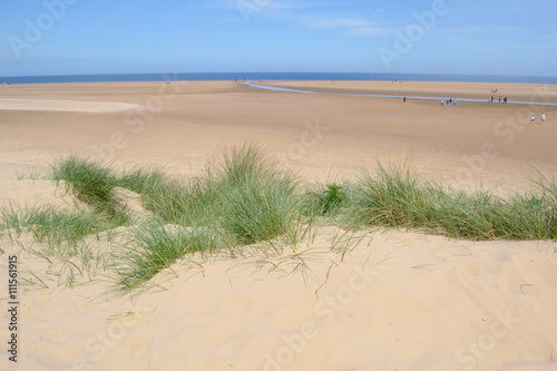 European marram grass on a sandy beach near Wells-next-the-sea in Norfolk  England