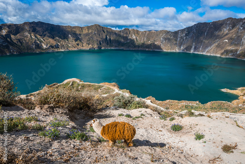 Llama near Quilotoa crater lake, Ecuador photo