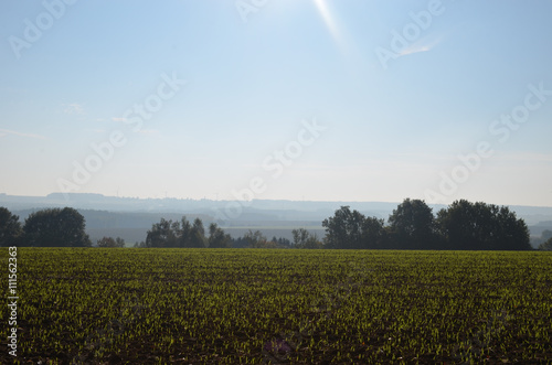 Rows of seedlings in corn field on a hill surrounded by forest on sunny autumn day, Yvoir, Wallonia