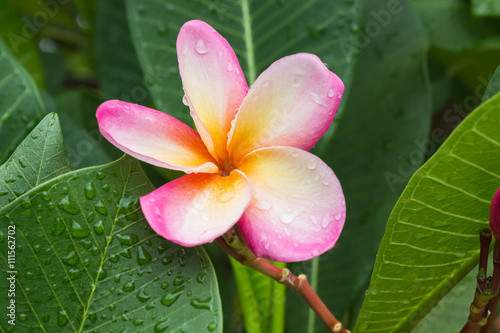 Beautiful sweet pink flower plumeria or frangipani and fresh green leaf and water rain drop with morning fresh happy morning mood